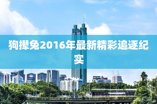 狗撵兔2016年最新精彩追逐纪实