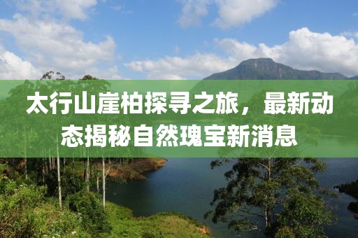 太行山崖柏探寻之旅，最新动态揭秘自然瑰宝新消息