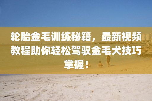 轮胎金毛训练秘籍，最新视频教程助你轻松驾驭金毛犬技巧掌握！