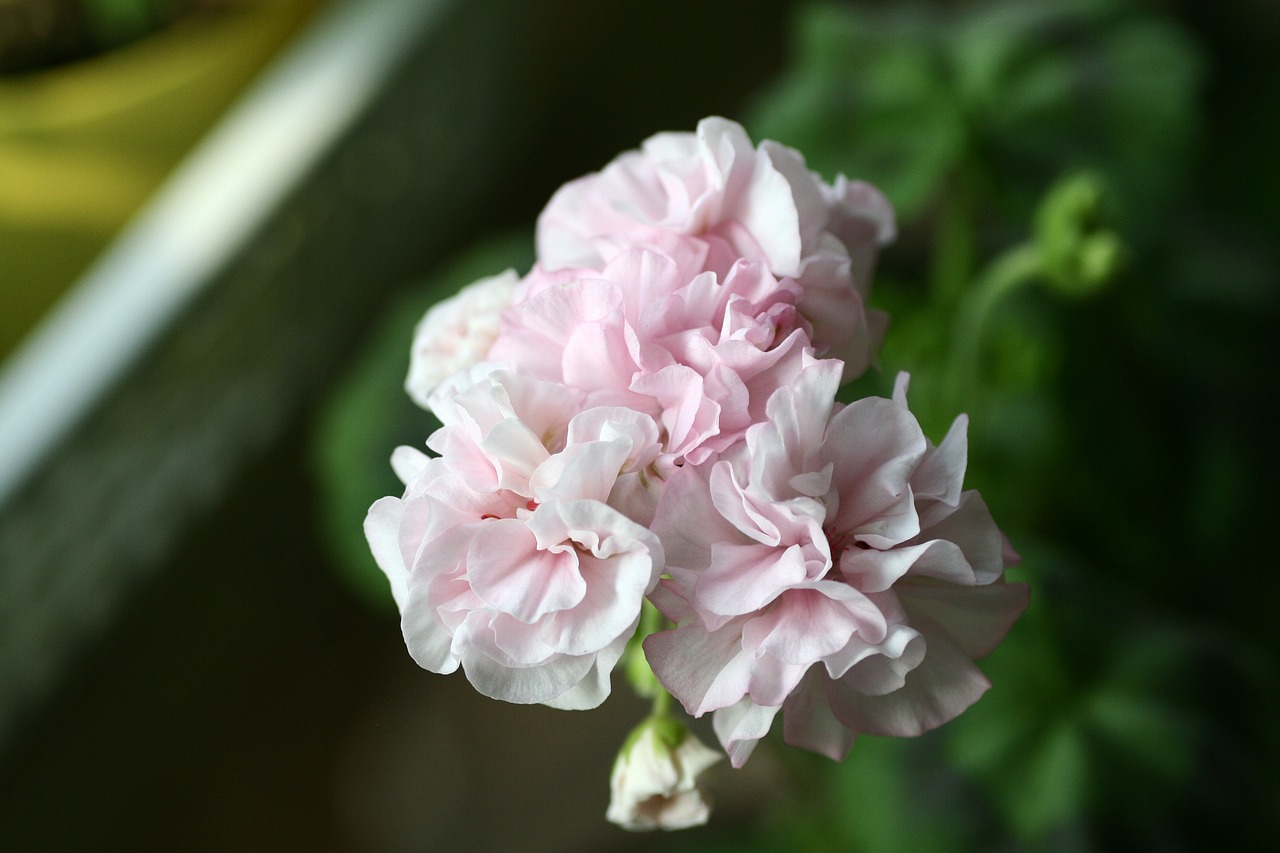 花开无言 第36页