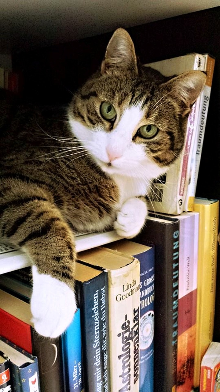 猫小猫奇幻冒险探秘之旅，最新小说连载追踪