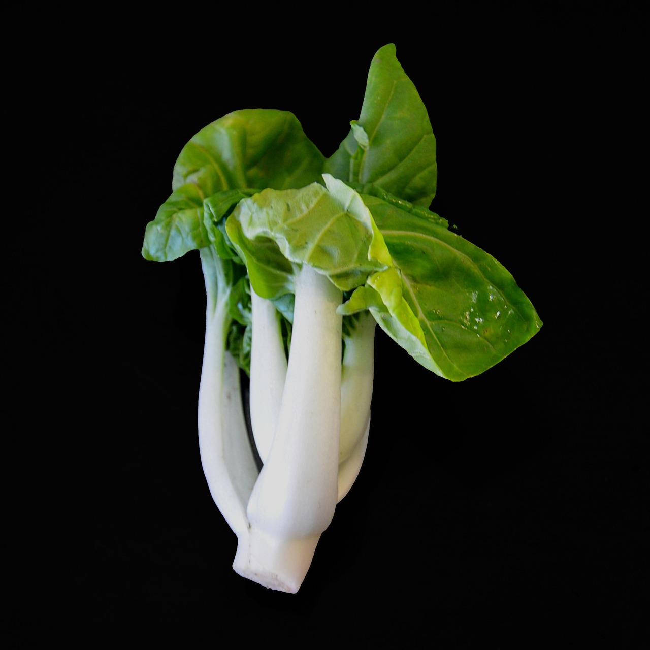 最新菜心品种探索，多样性与种植潜力全解析
